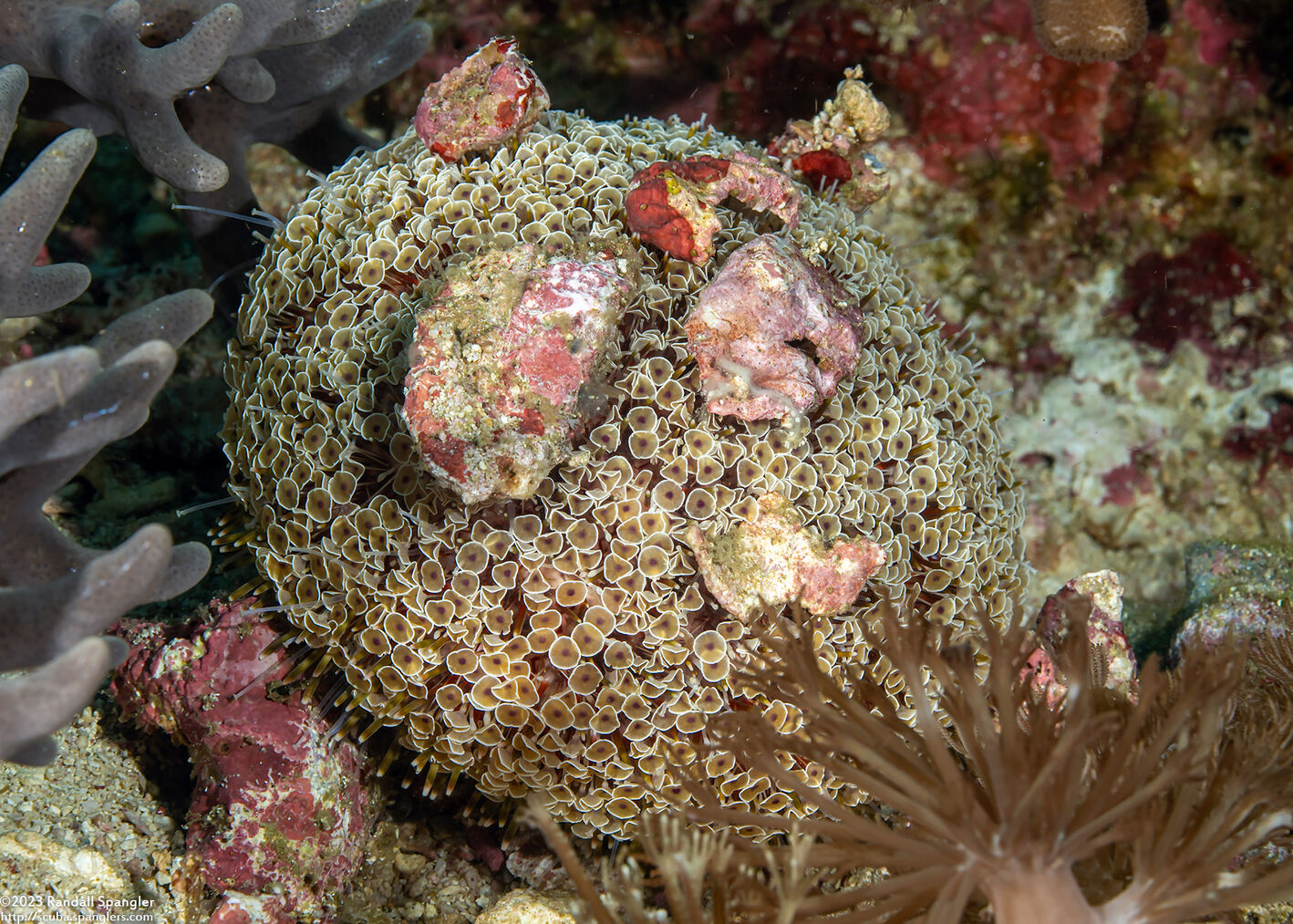 Toxopneustes pileolus (Flower Urchin)