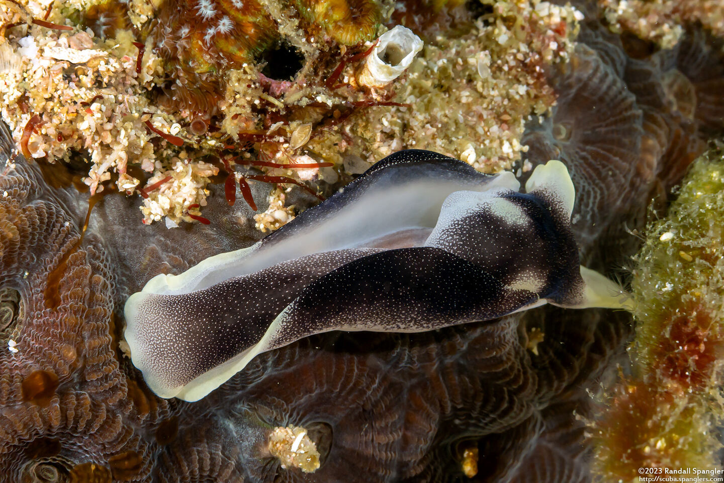 Chelidonura amoena (Lovely Headshield Slug)