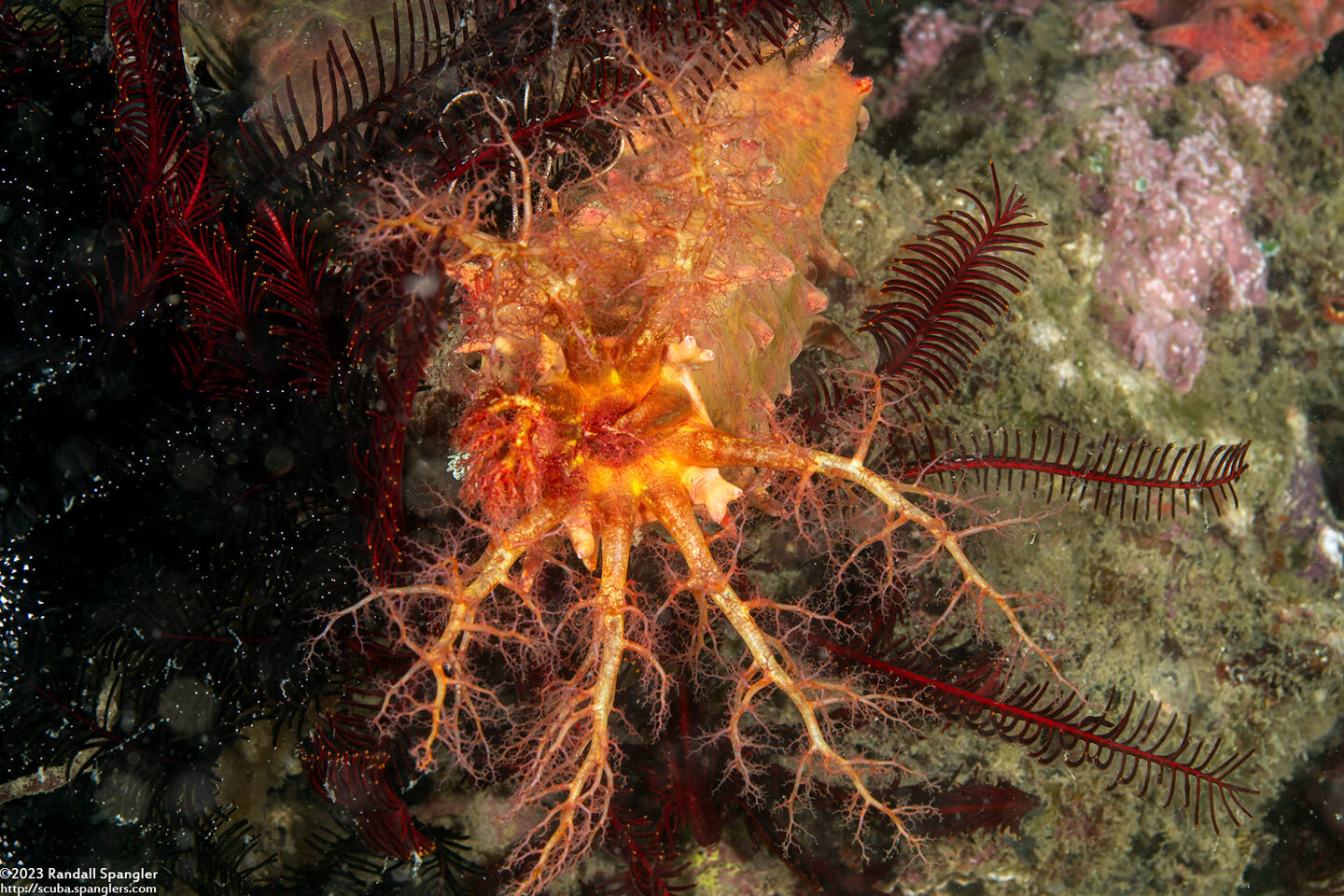 Colochirus quadrangularis (Thorny Sea Cucumber)