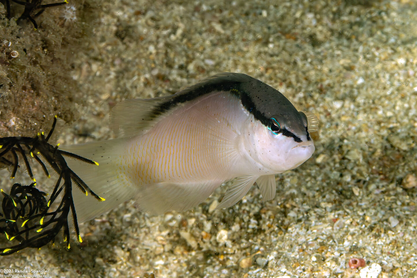 Pseudochromis perspicillatus (Blackstripe Dottyback)