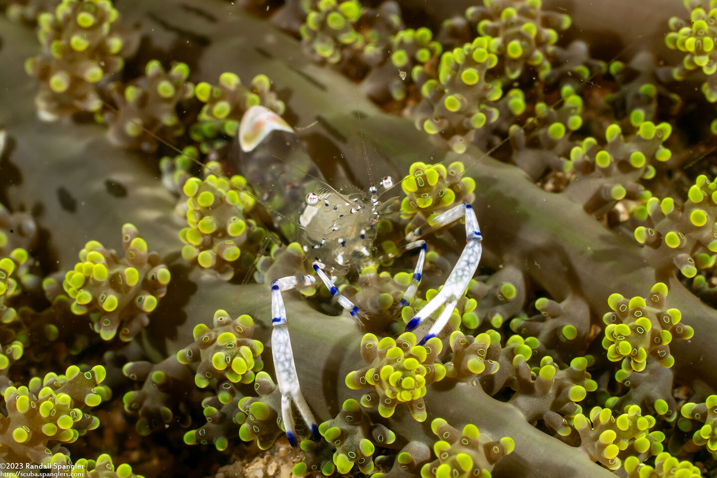 Ancylomenes venustus (Graceful Anemone Shrimp)