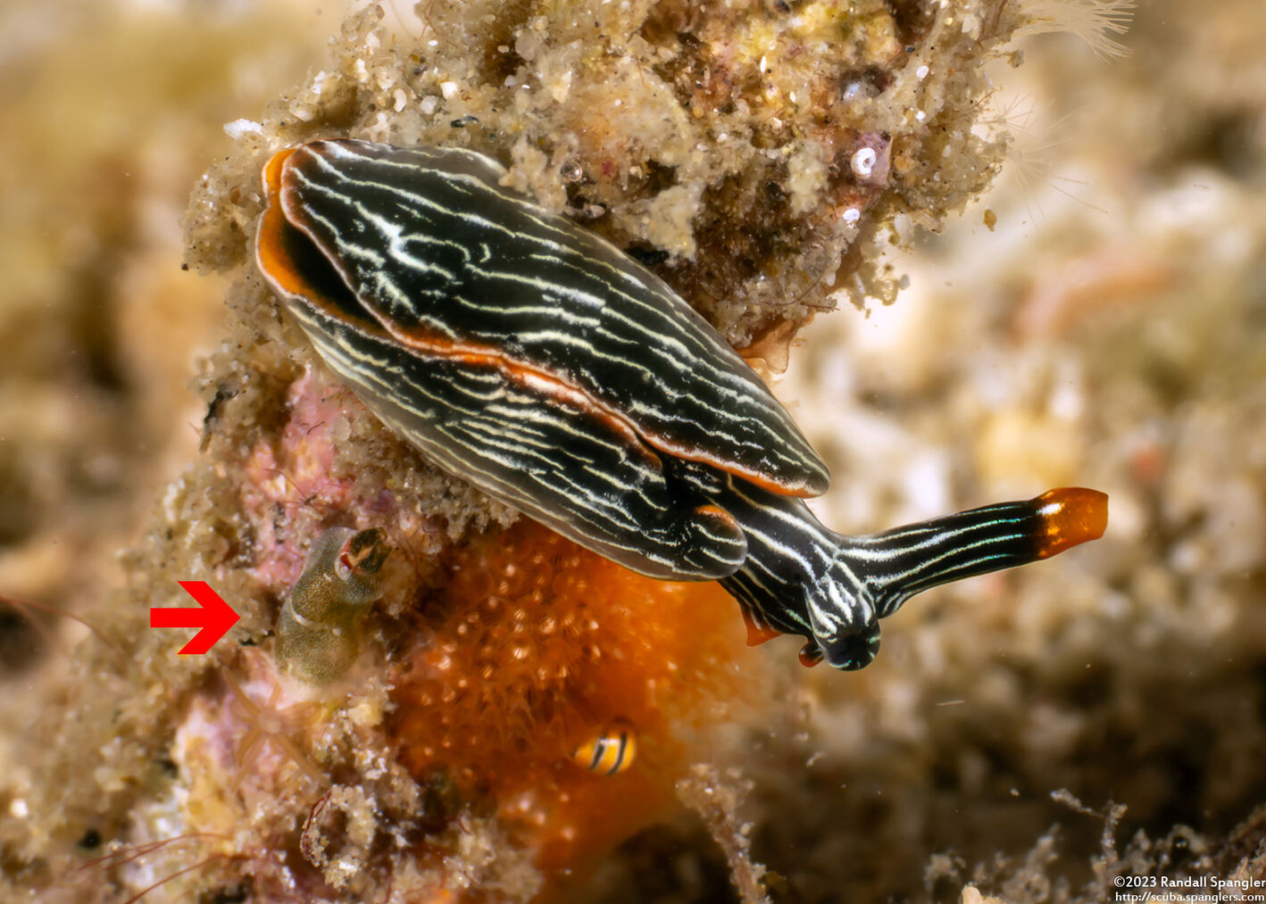 Haminoeid sp.1 (Haminoeid sp.1)