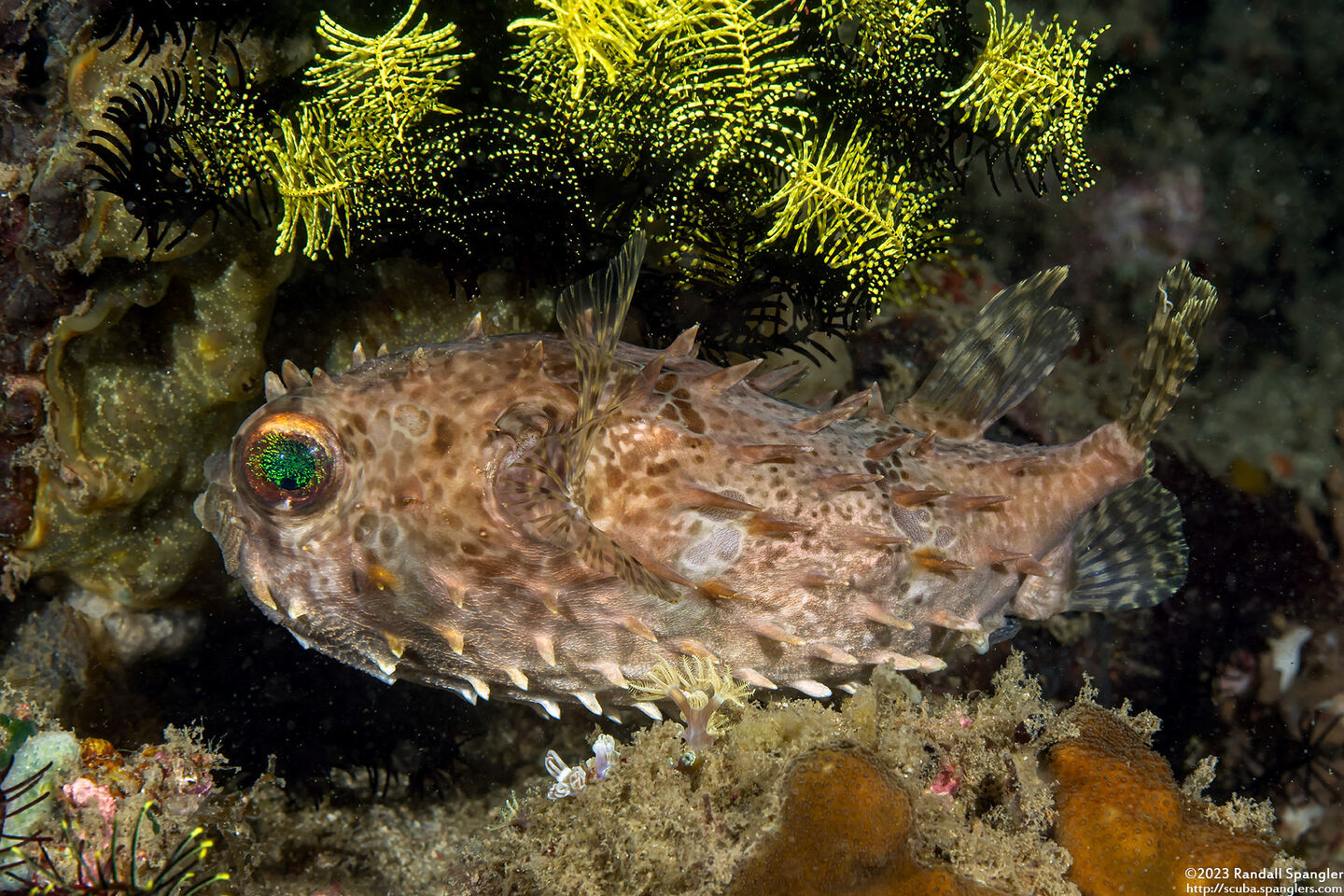 Cyclichthys orbicularis (Orbicular Burrfish)
