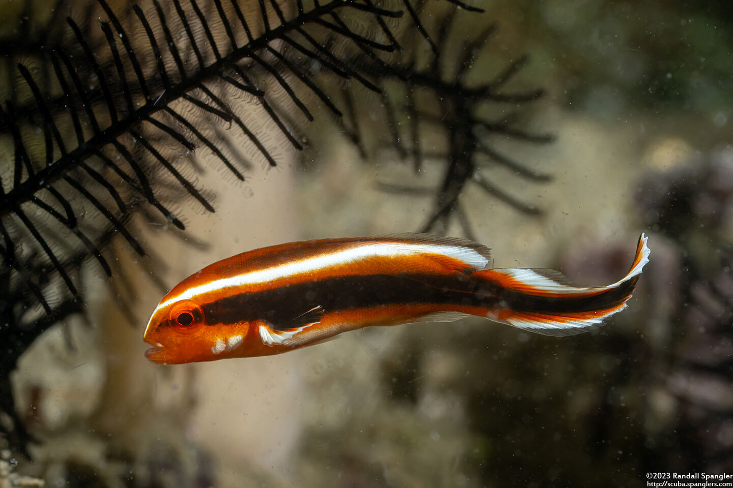 Plectorhinchus lessonii (Striped Sweetlips)
