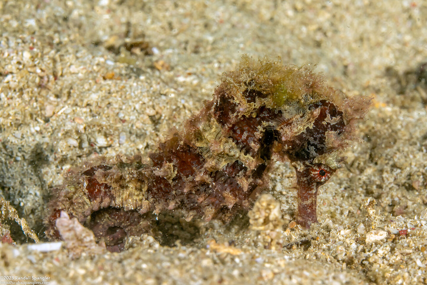 Hippocampus kuda (Common Seahorse)