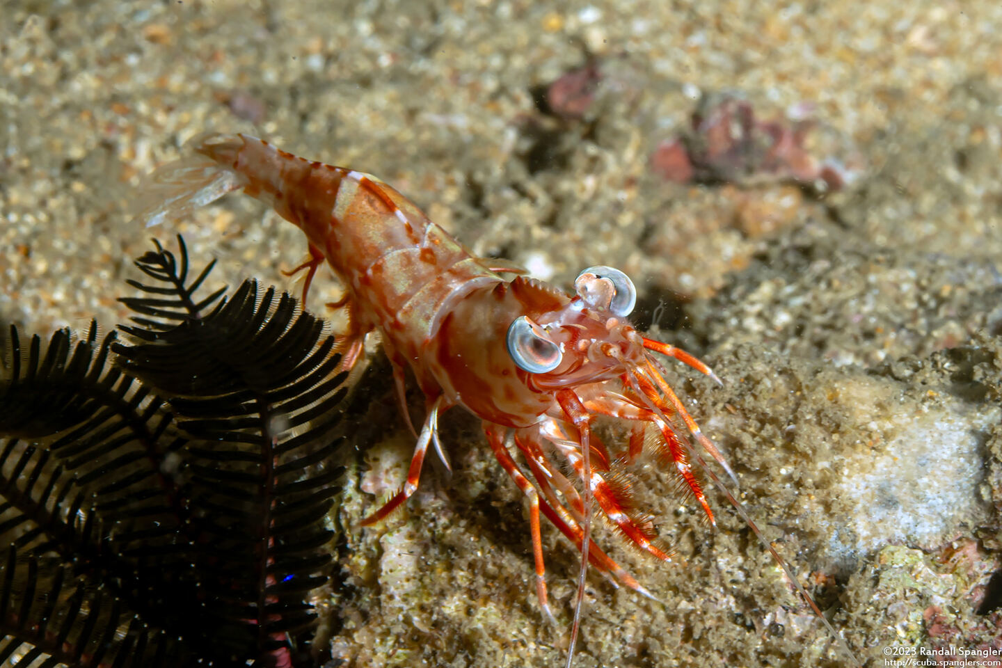 Metapenaeopsis lamellata (Humpback Prawn)