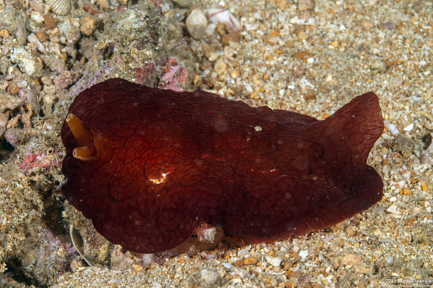 Pleurobranchus forskalii (Forsskal's Pleurobranch)