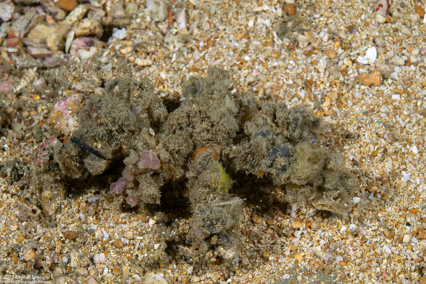 Camposcia retusa (Blunt Decorator Crab)