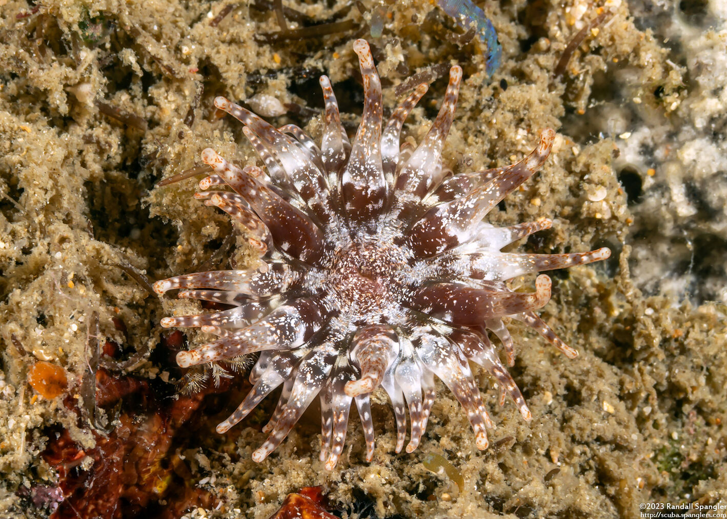 Telmatactis decora (Pleasing Anemone)