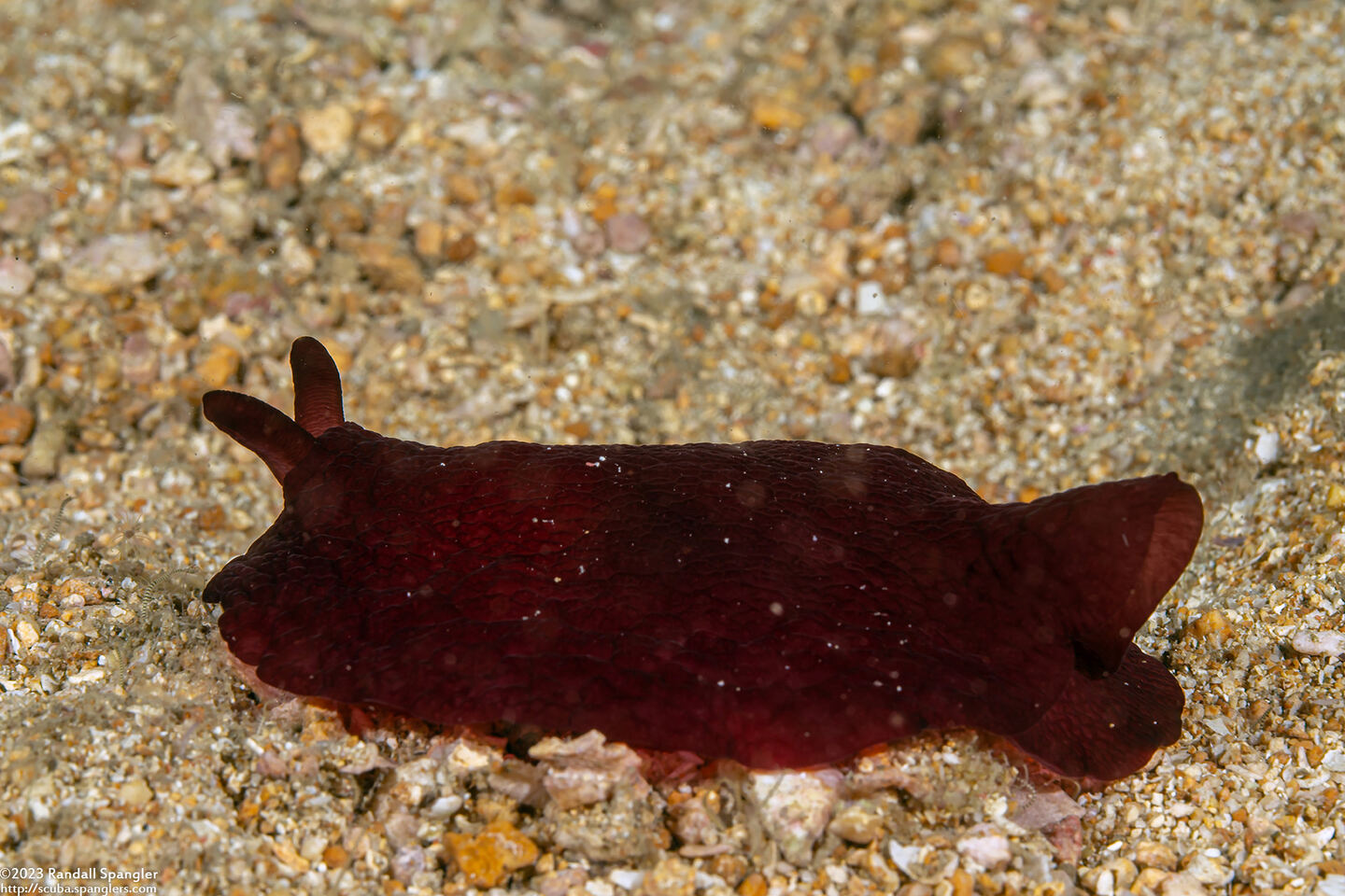 Pleurobranchus forskalii (Forsskal's Pleurobranch)