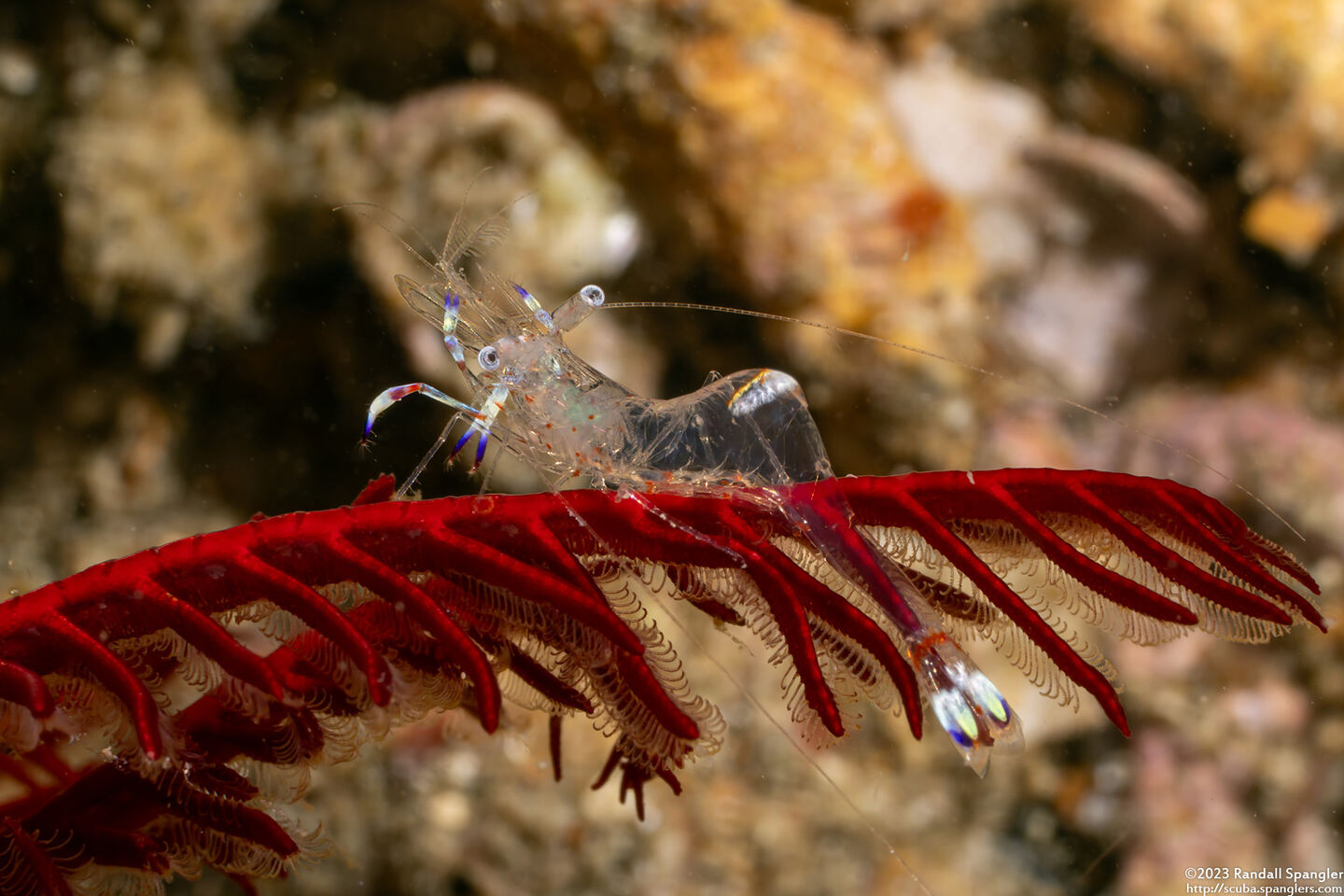 Ancylomenes holthuisi (Holthuis' Anemone Shrimp)