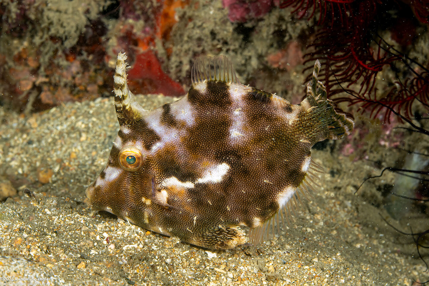 Pseudomonacanthus macrurus (Strapweed Filefish)