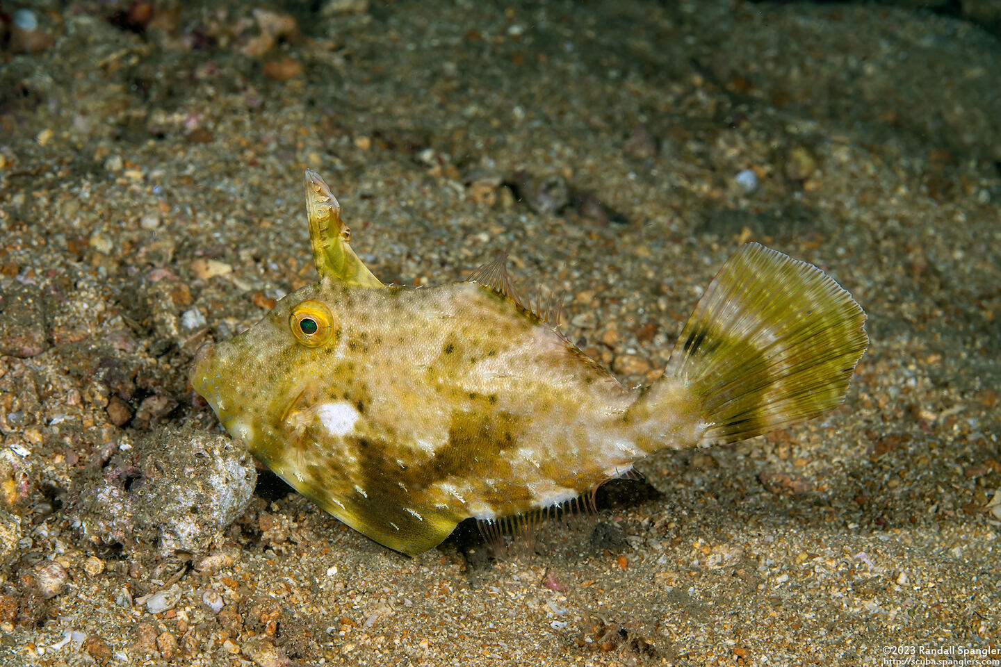 Pseudomonacanthus macrurus (Strapweed Filefish)