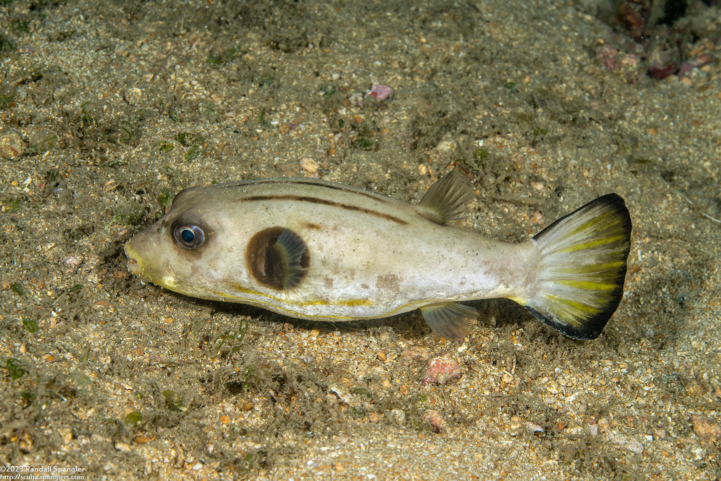 Arothron manilensis (Striped Puffer)