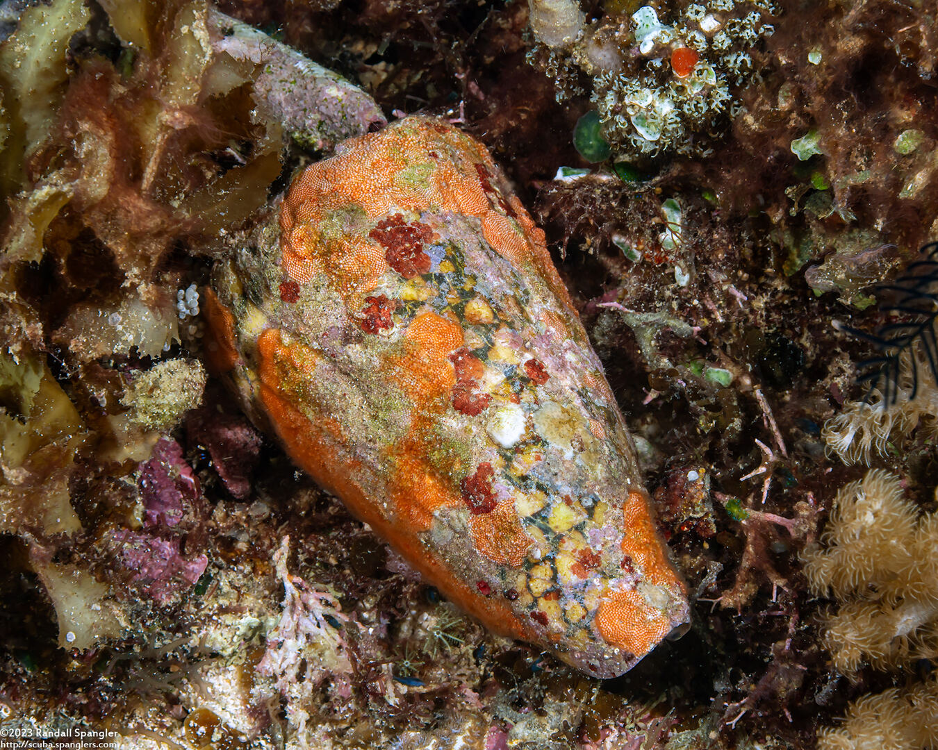 Conus bandanus (Banded Marble Cone)