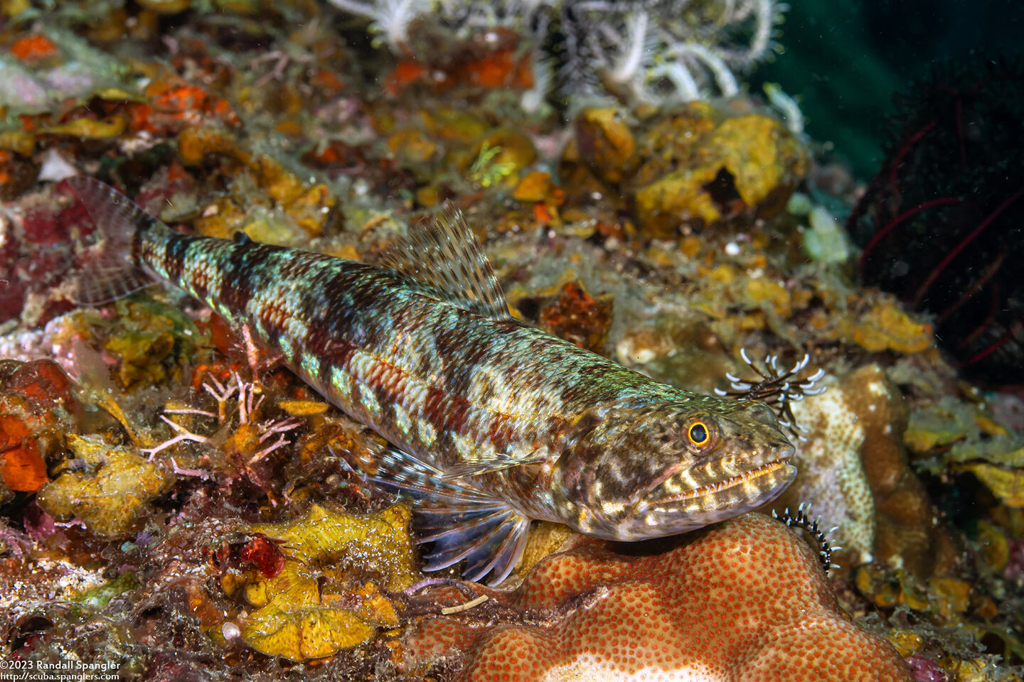 Synodus variegatus (Reef Lizardfish)