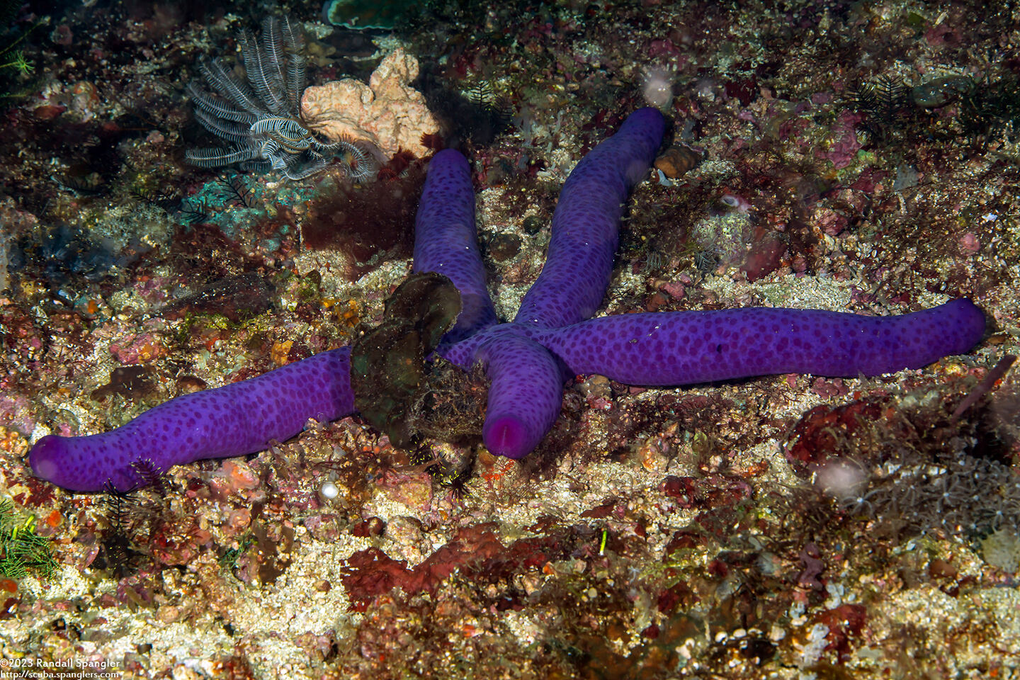 Linckia laevigata (Blue Sea Star)