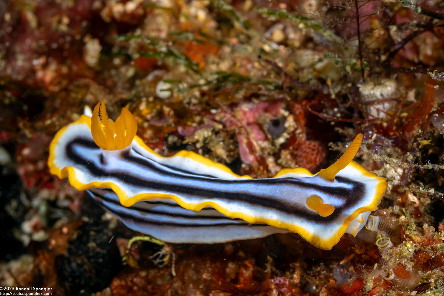 Chromodoris elisabethina (Elisabeth's Chromodoris)
