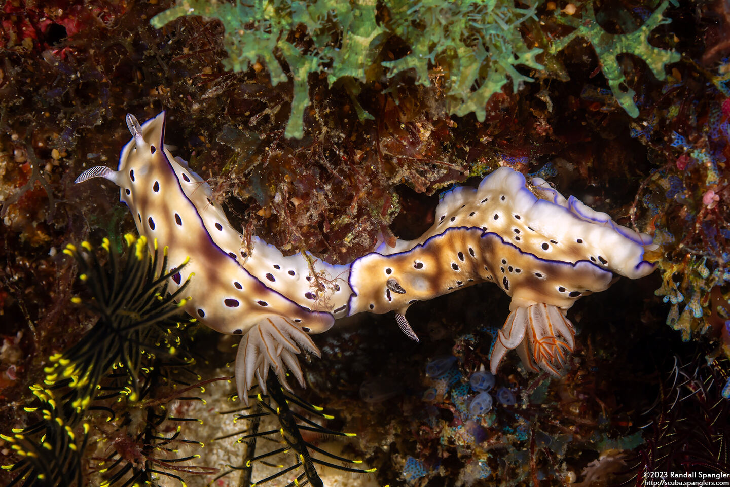 Hypselodoris tryoni (Tryon's Risbecia)