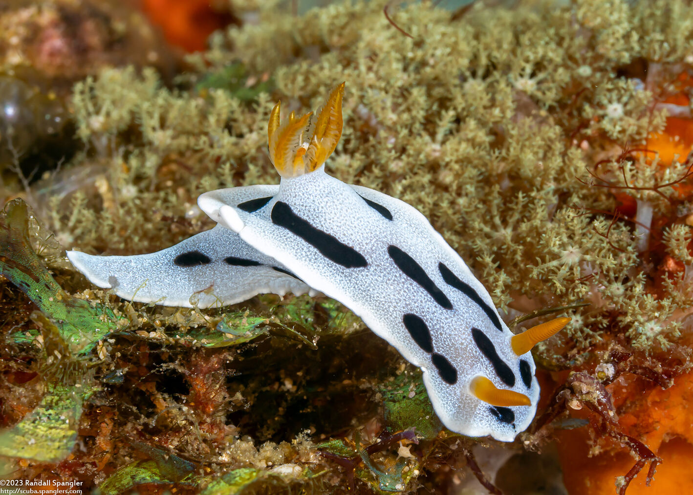 Chromodoris alcalai (Alcala’s Chromodoris)