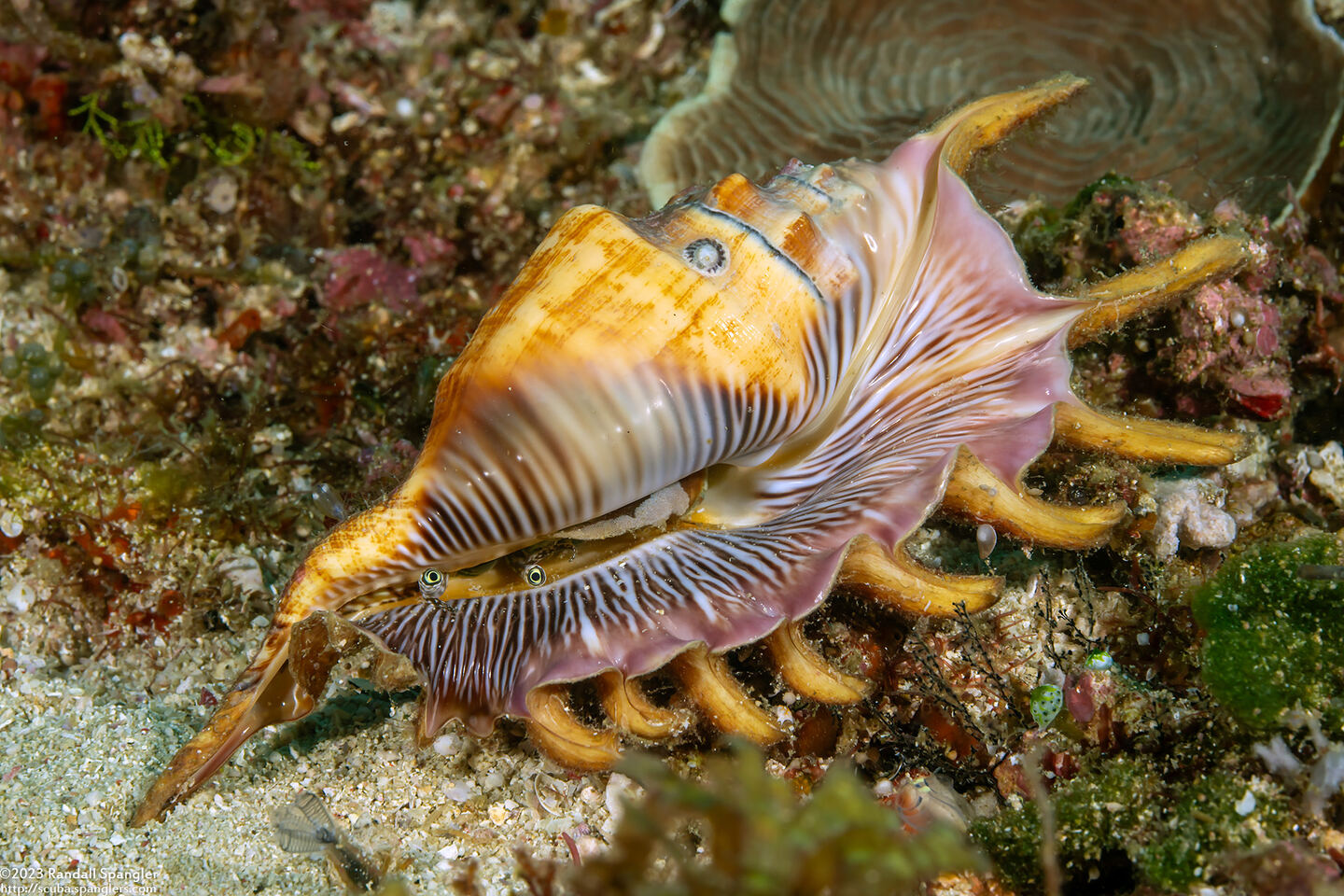 Lambis scorpius (Scorpion Spider Conch)