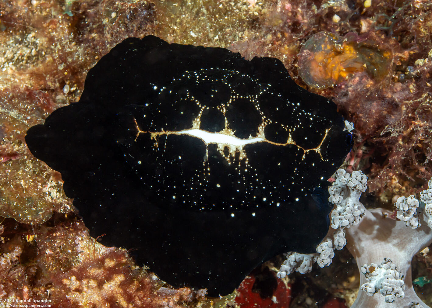 Ovula ovum (Common Egg Cowry)