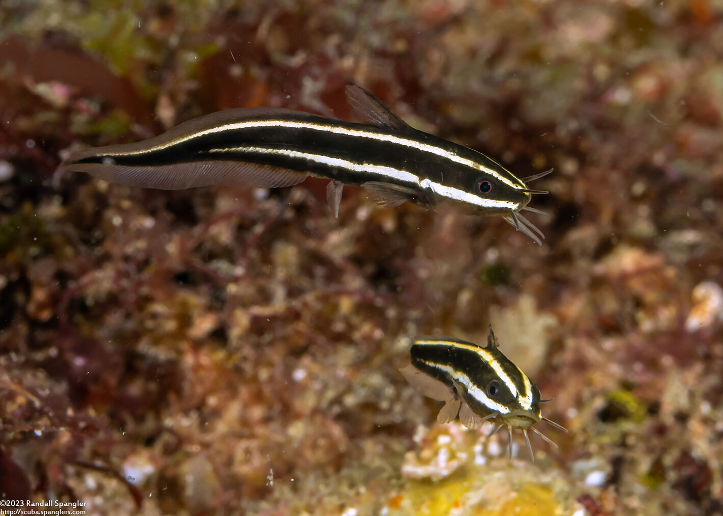 Plotosus lineatus (Striped Catfish)