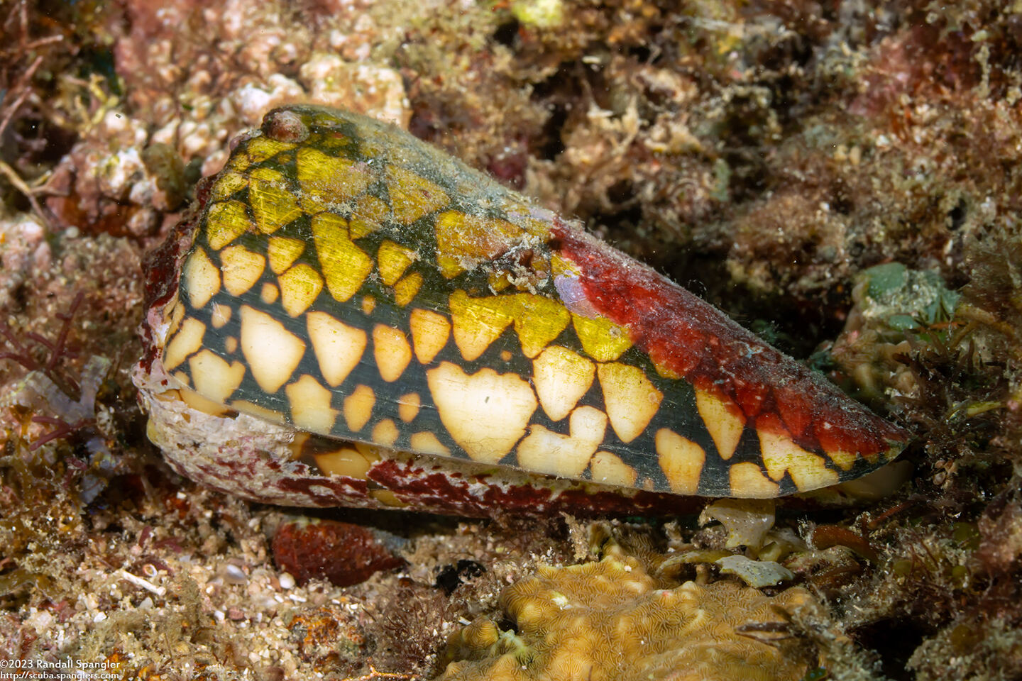 Conus bandanus (Banded Marble Cone)