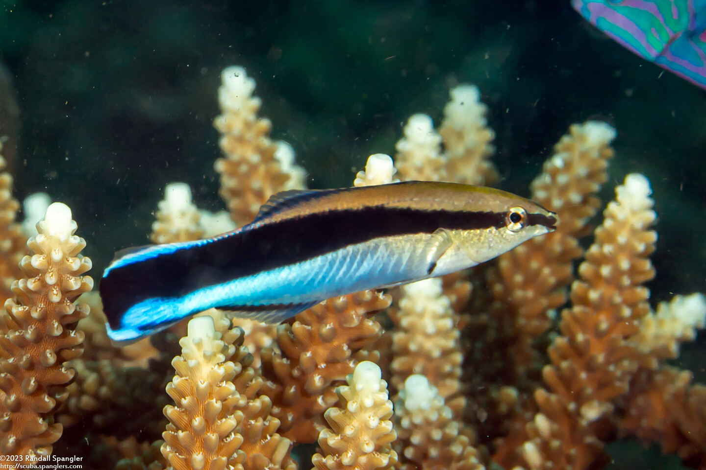 Labroides dimidiatus (Bluestreak Cleaner Wrasse)