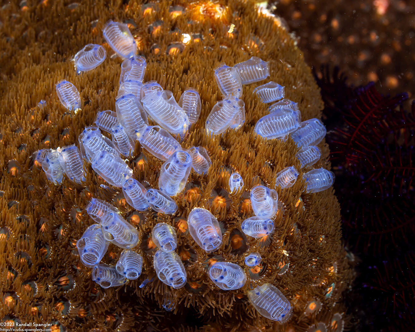 Clavelina moluccensis (Clavelina Moluccensis)