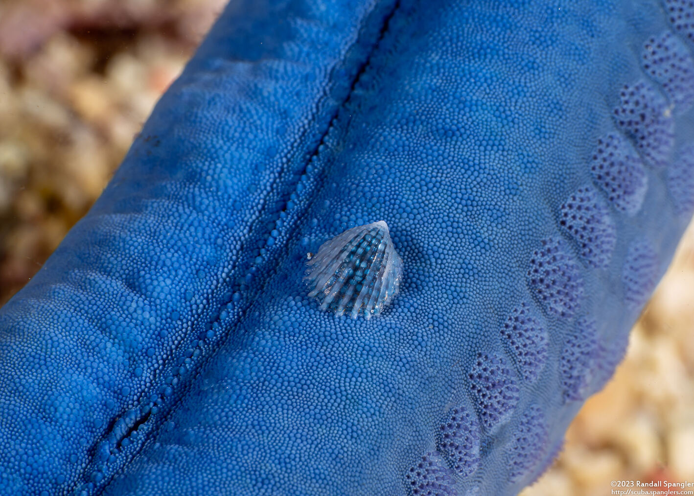 Thyca crystallina (Crystalline Starfish Snail)