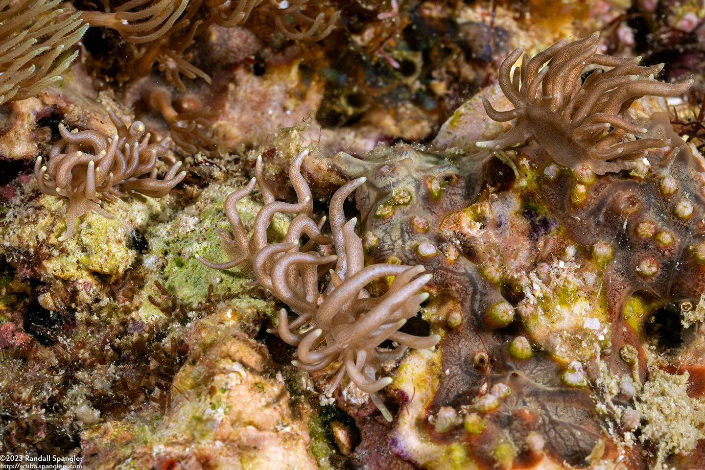 Phyllodesmium briareum (Yellow-Tipped Phyllodesmium)