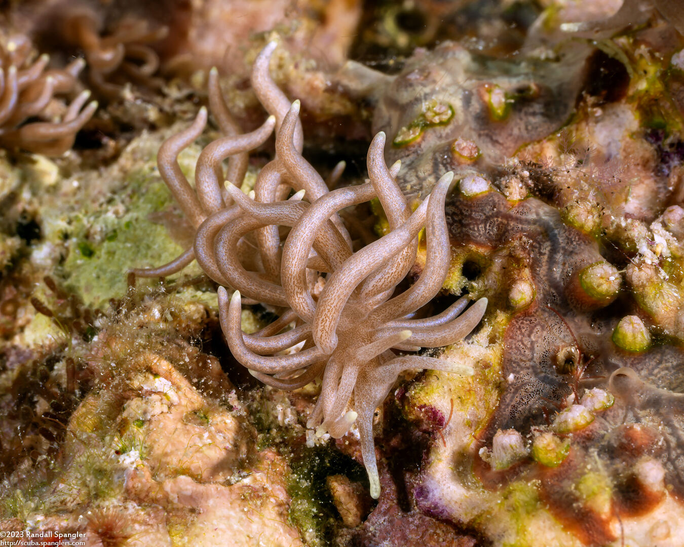 Phyllodesmium briareum (Yellow-Tipped Phyllodesmium)