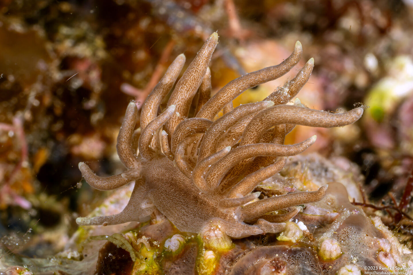 Phyllodesmium briareum (Yellow-Tipped Phyllodesmium)