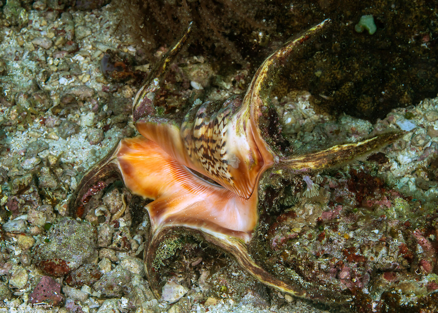 Harpago chiragra (Chiragra Spider Conch)