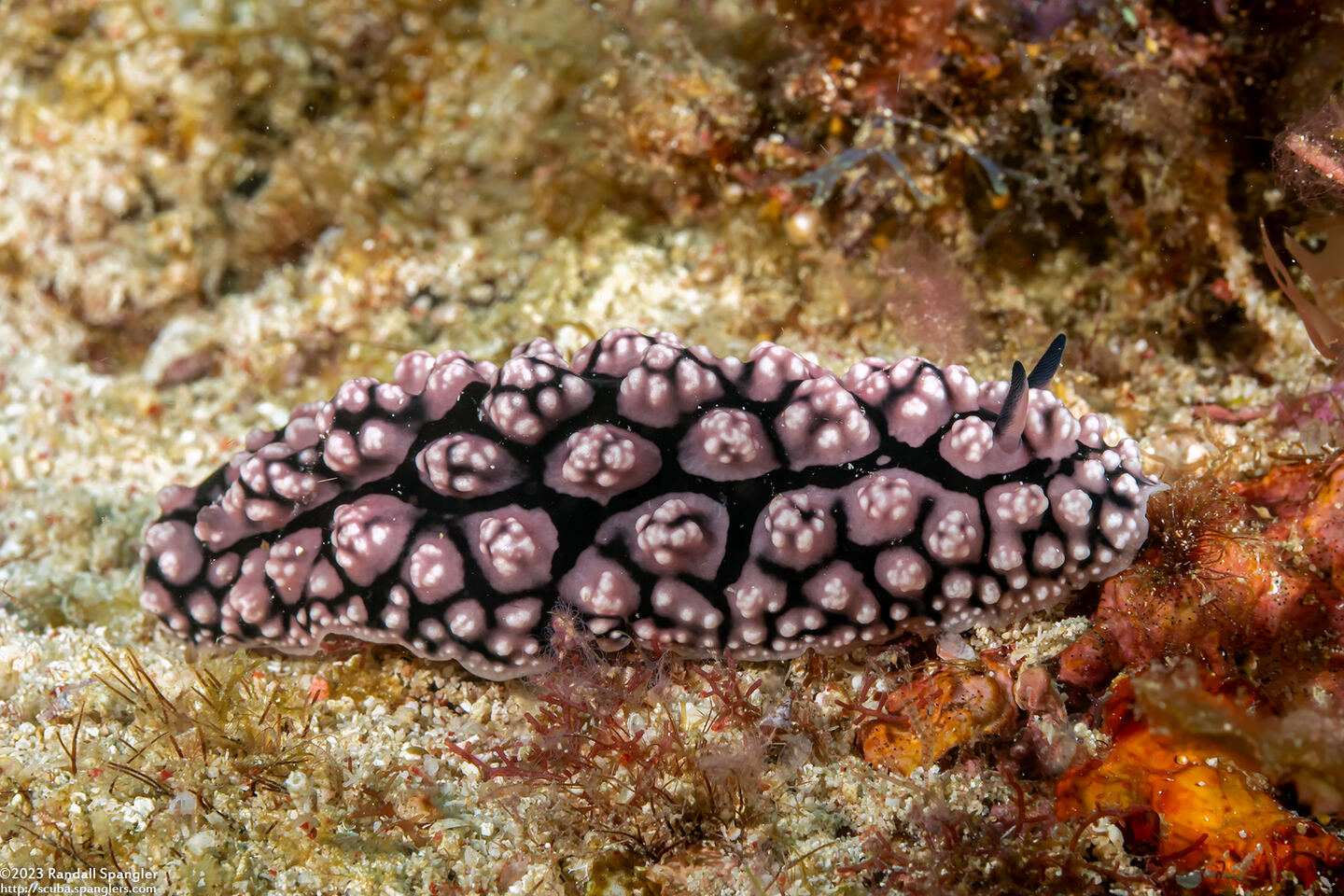 Phyllidiopsis fissurata (Phyllidiopsis Fissurata)