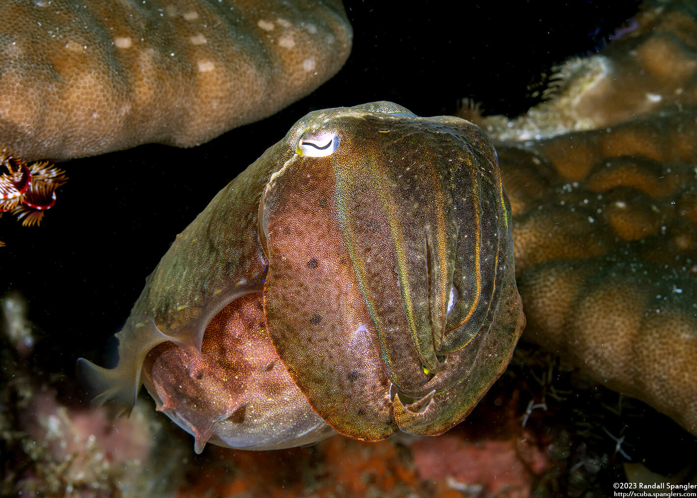 Sepia latimanus (Broadclub Cuttlefish)