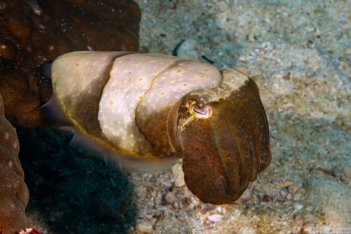 Sepia latimanus (Broadclub Cuttlefish)