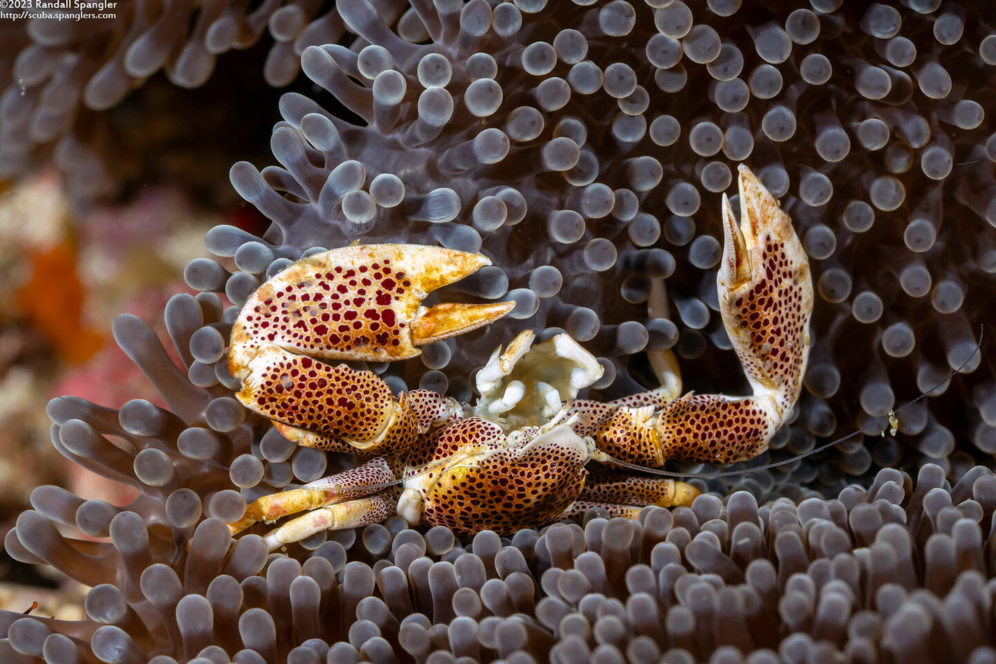 Neopetrolisthes maculatus (Spotted Porcelain Crab)