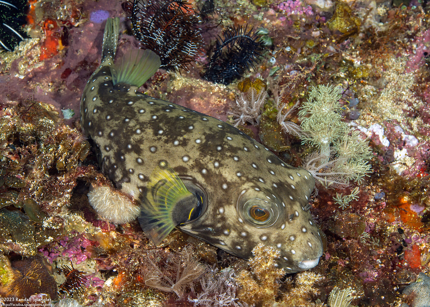 Arothron hispidus (White-Spotted Puffer)
