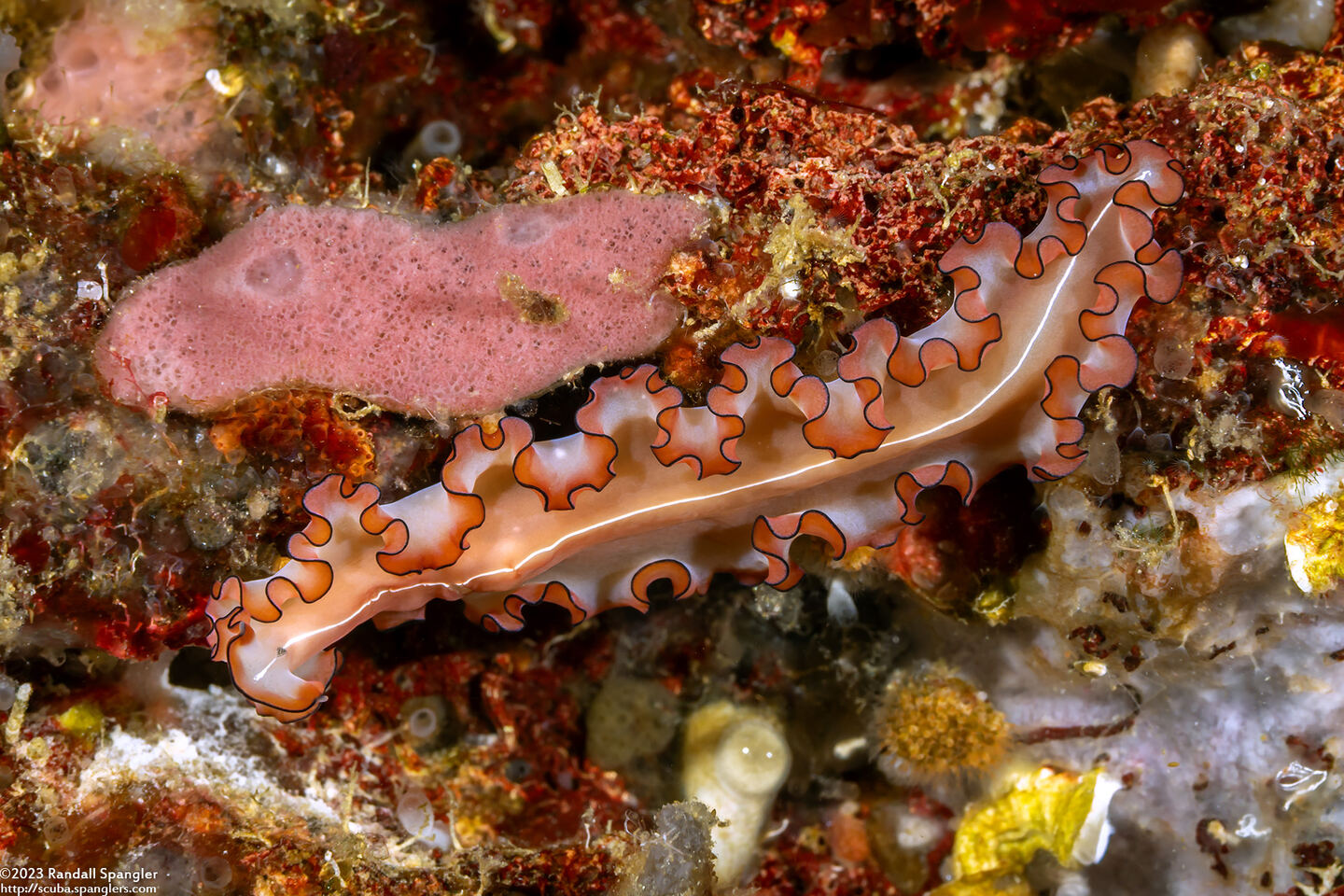 Maiazoon orsaki (Orsak's Flatworm)