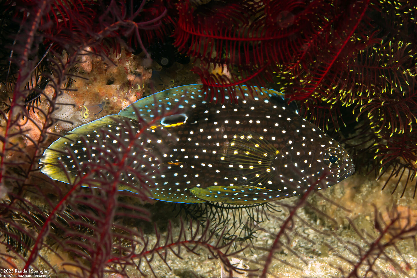 Calloplesiops altivelis (Comet Longfin)