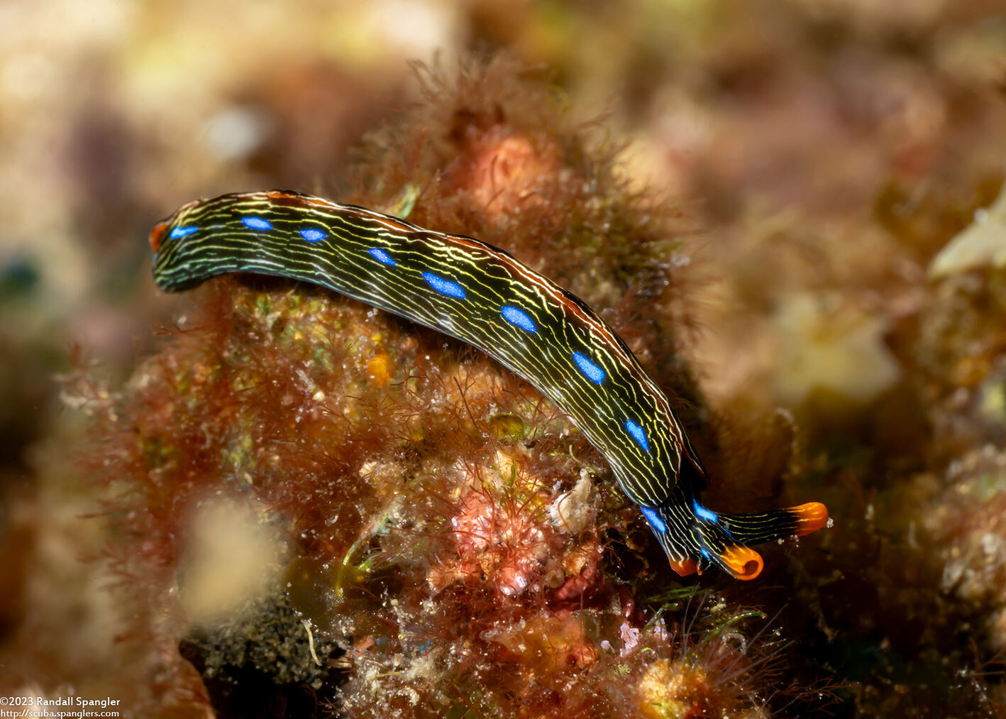Thuridilla gracilis (Slender Sapsucking Slug)