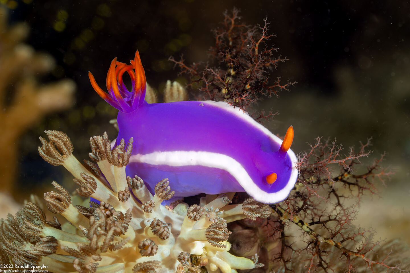 Hypselodoris variobranchia (Variegated-Gill Hypselodoris)