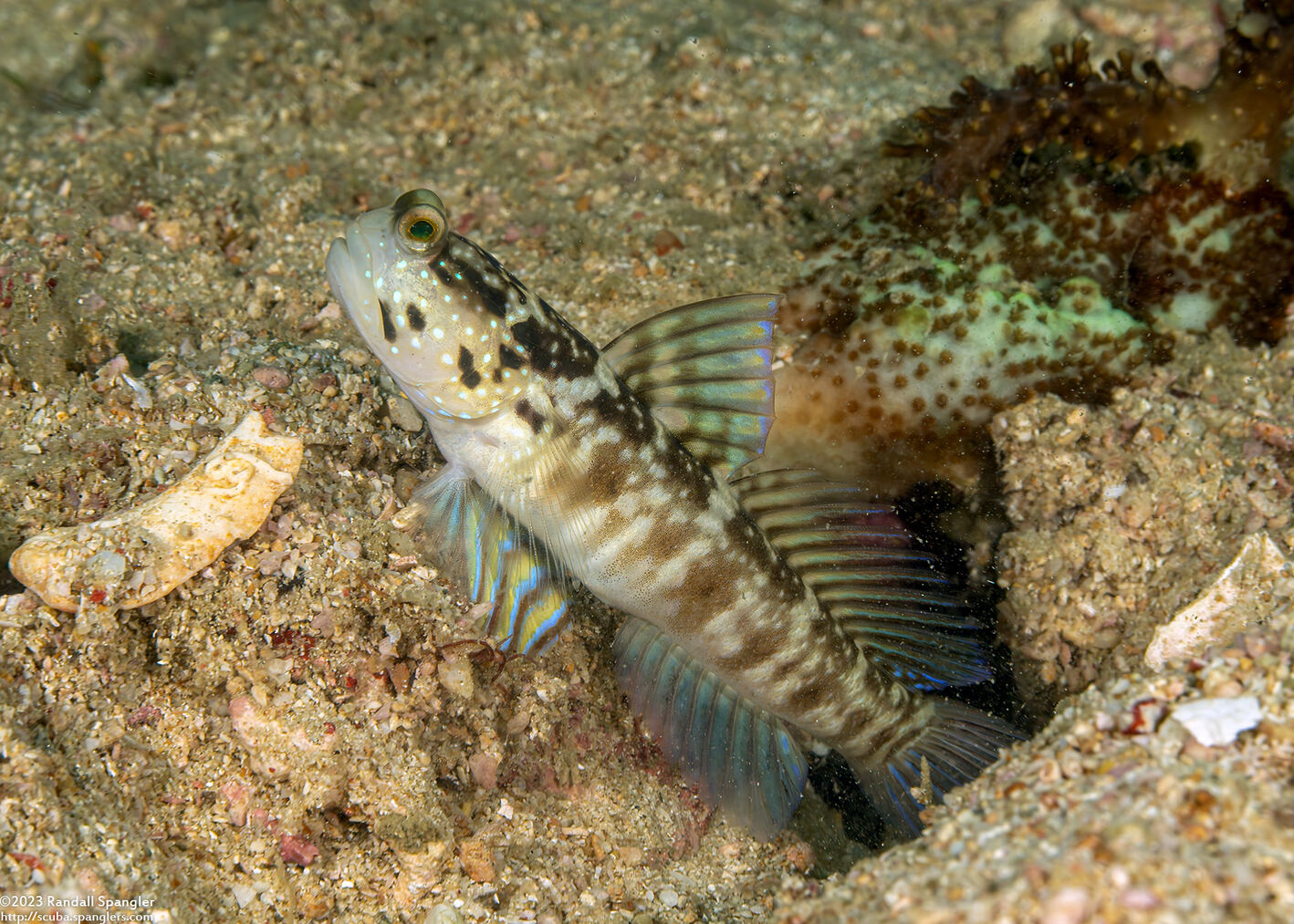 Cryptocentrus sericus (Ventral-Barred Shrimpgoby)