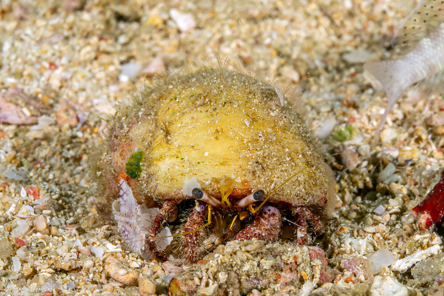 Dardanus lagopodes (Dark Knee Hermit Crab)
