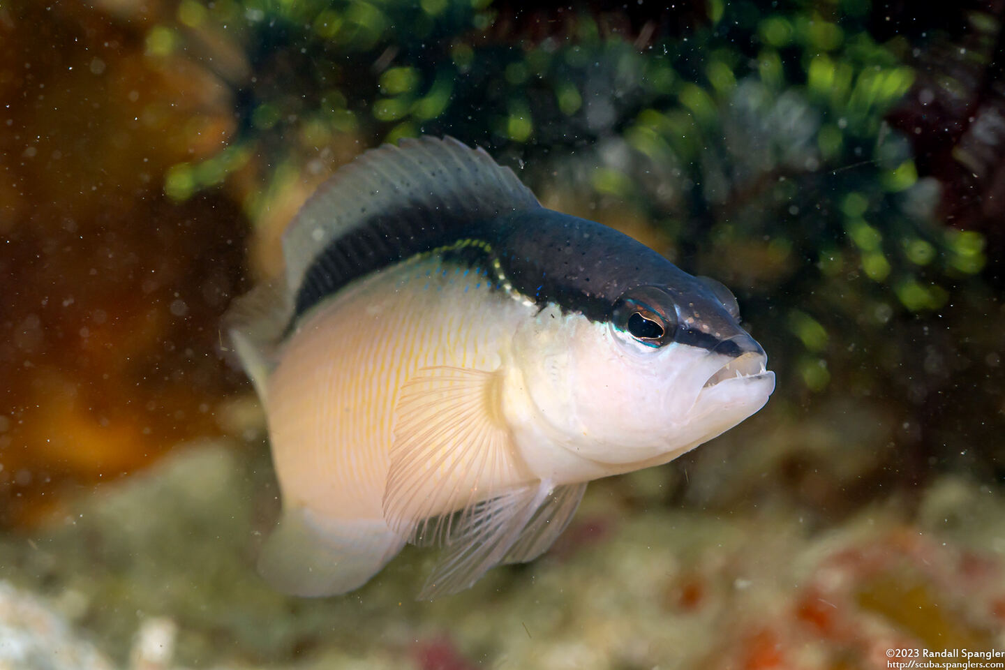 Pseudochromis perspicillatus (Blackstripe Dottyback)