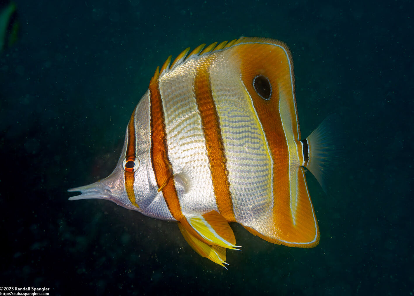 Chelmon rostratus (Copperband Butterflyfish)