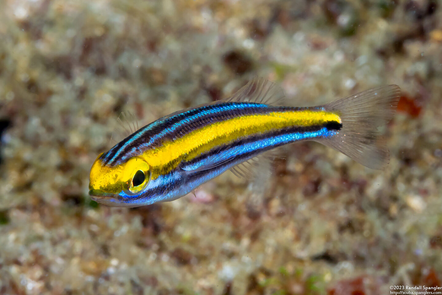 Pentapodus paradiseus (Paradise Whiptail)