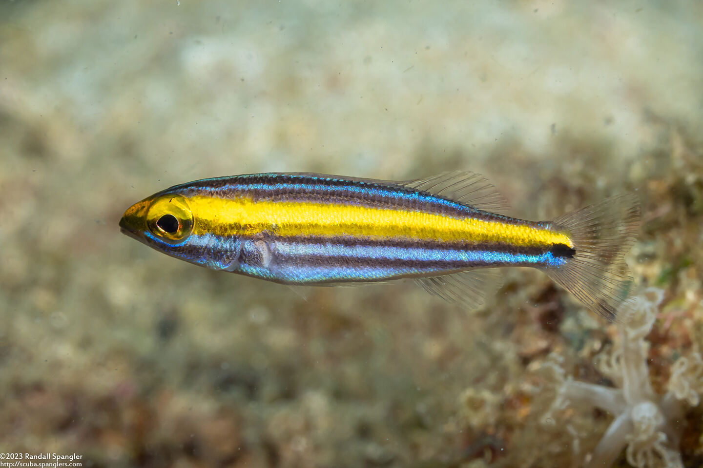 Pentapodus paradiseus (Paradise Whiptail)